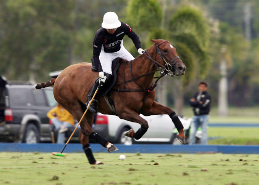 orchardhill polo team audi polo team ipc polo club alex pacheco polo photos 2